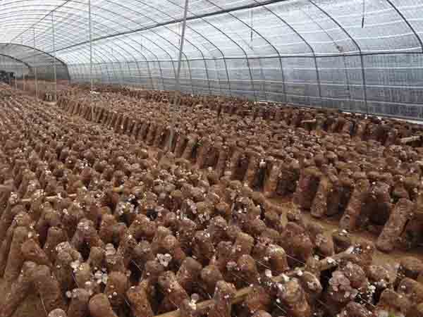 香菇種植（zhí）