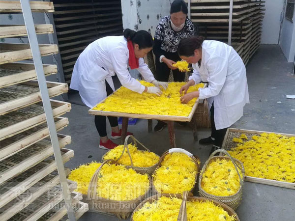 空氣能熱（rè）泵菊花烘房現場