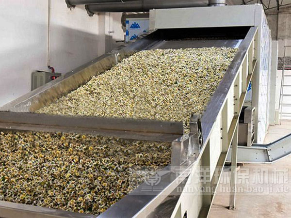 網帶式菊（jú）花烘幹機使用現場