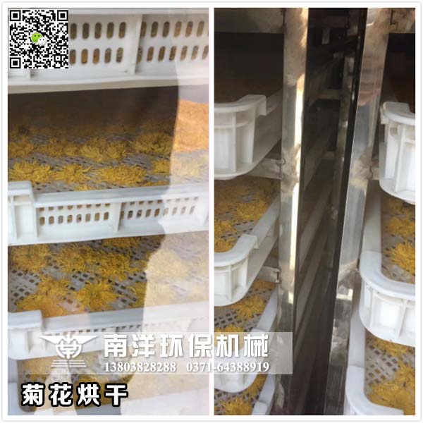 菊花烘幹現場